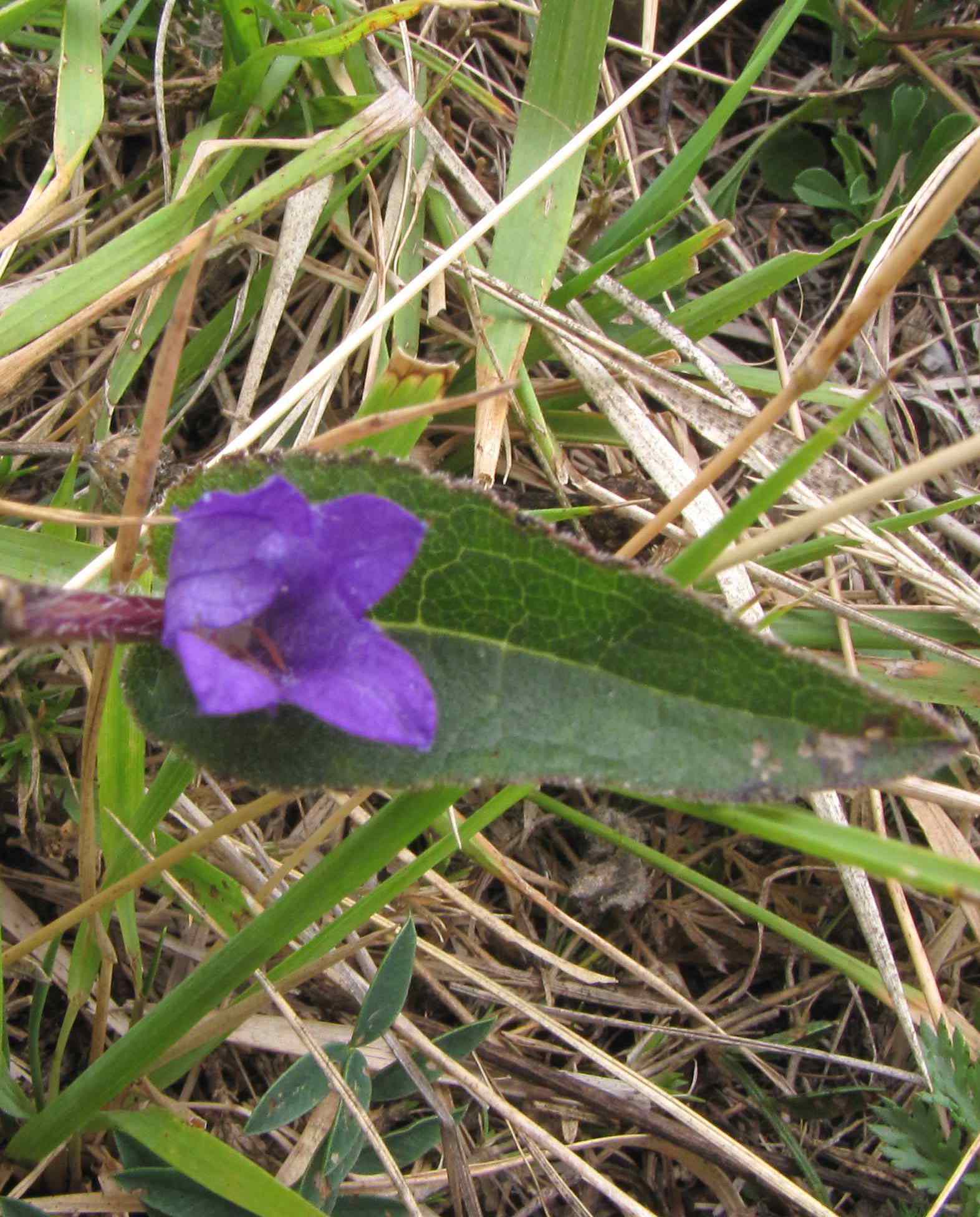 Campanula glomerata